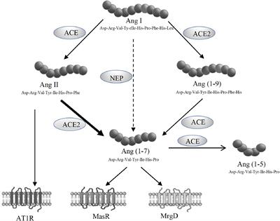 Blockade of Mas Receptor or Mas-Related G-Protein Coupled Receptor Type D Reduces Portal Pressure in Cirrhotic but Not in Non-cirrhotic Portal Hypertensive Rats